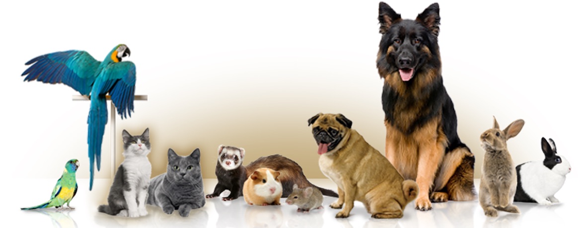 Blessing of the Animals